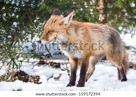 young red fox standing  in the snow of a white winter forest