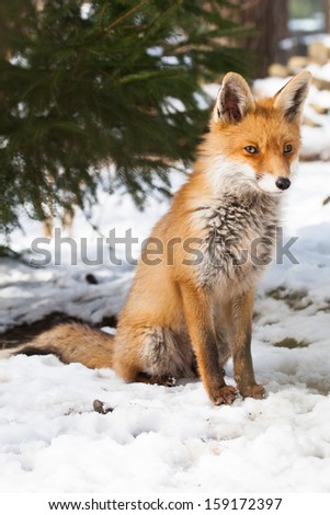 young red fox sitting in the snow of a white winter forest