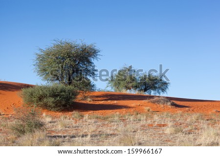 red dunes of kalahari desert, dry grass land and some bushes and trees under blue sky, Namibia, Africa