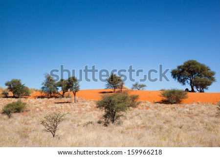 red dunes of kalahari desert, dry grass land and some bushes and trees under blue sky, Namibia, Africa