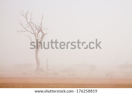 dead camel-thorn tree in front of a white sand storm in the Namib desert, Naukluft Park, Namibia, Africa