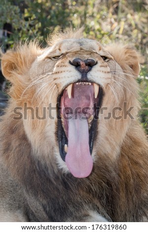 portrait of a roaring male lion with open mouth in the bush, showing his teeth and tounge, Souh Africa