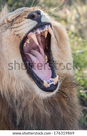 portrait of a yawning male lion with open mouth in the bush, showing his teeth and tounge, Souh Africa