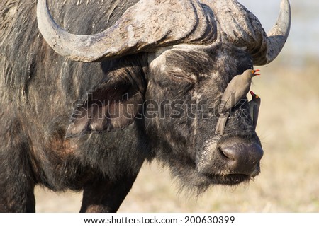portrait of a buffalo with two oxpecker birds on his head