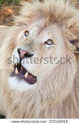 portrait of a male lion with open mouth showing his teeth, Africa