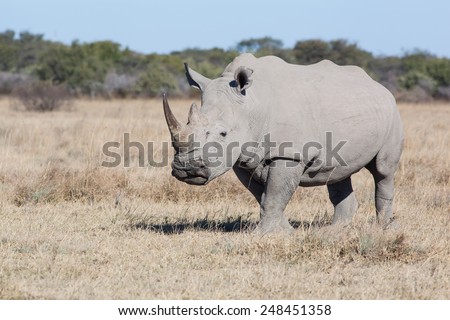 white rhino in the dry savanna of Khama Rhino Sanctuary, Botswana Africa