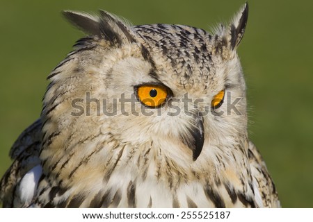 portrait of a watchful european eagle owl with orange eyes, Germany, Europe