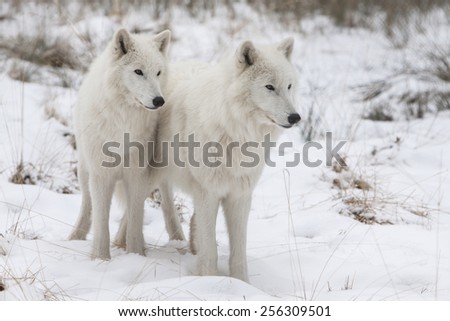 portrait of two white watchful arctic wolfs standing in the snow of  a winter forest