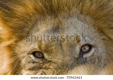 lion, just e second before he gets you; lion portrait; lion?s eyes;