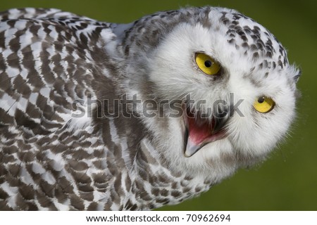 young snow owl with open beak, bill, pecker