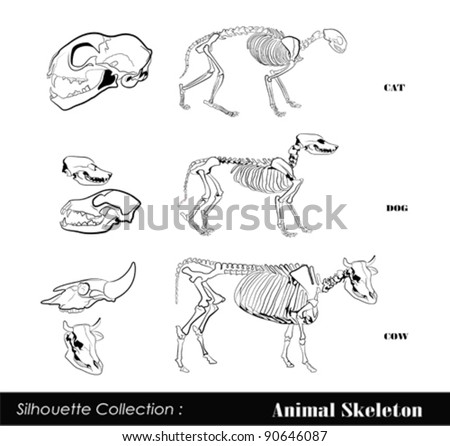 animal skeleton head