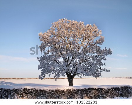Winter landscape. Tree with branches covered with snow on a snowy field behind a hedge