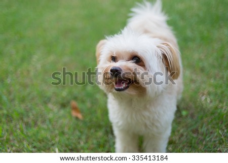 Happy puppy on the grass (Pudelek - Pomeranian)