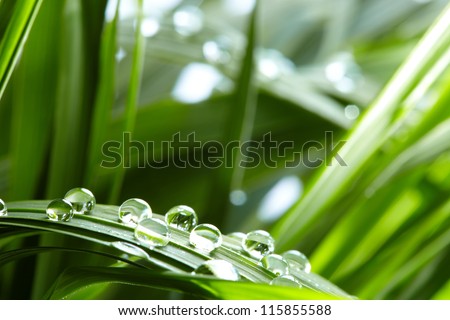 water drops on the green grass water drops on the green grass