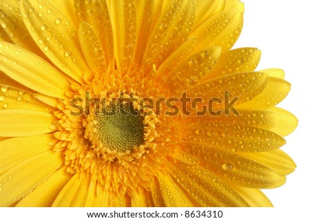 beautiful yellow flower petals closeup, drops dew