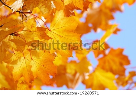autumn, fall background