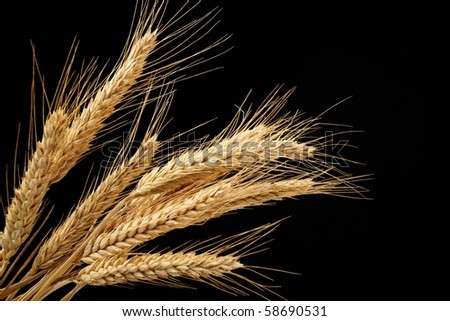 wheat isolated on black background