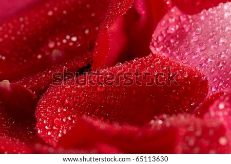 red rose, drop water