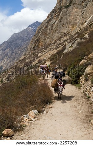 Delivering goods to settlements high in Indian Himalayas