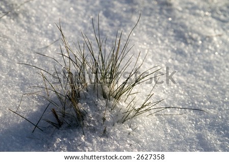 Blades of grass shining through fluffy snow