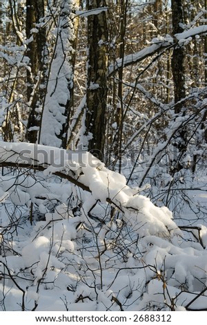 Primeval forest on a sunny day after a heavy snowfall