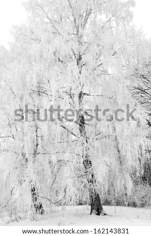 Black and white winter forest landscape with white snowy trees
