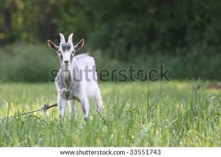 Cute goat in the green pasture looking at the camera