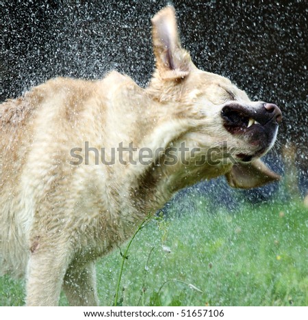 Picture of the labrador retriever dog shaking off water