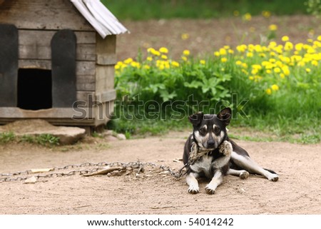 Dog sitting beside kennel in very poor rural environment