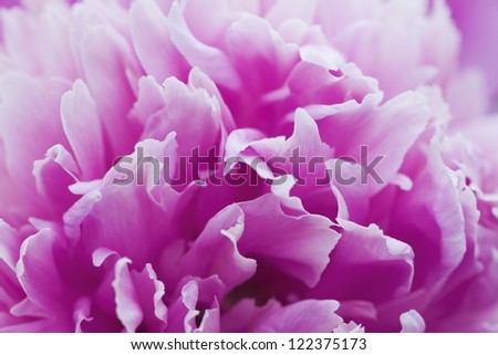 gentle purple petals of summer flower