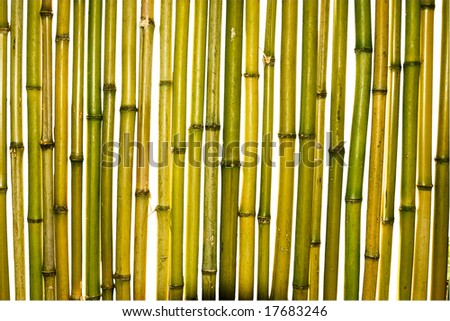 Yellow and green trunks of bamboo plants on a white background