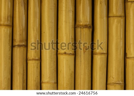 Yellow and orange trunks of bamboo plants