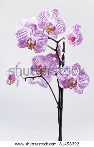 Branch of orchid with gentle flowers on a light background