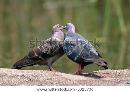 Bird Kiss