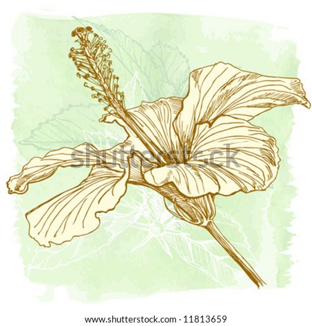 stock vector Hibiscus flower vector hand draw