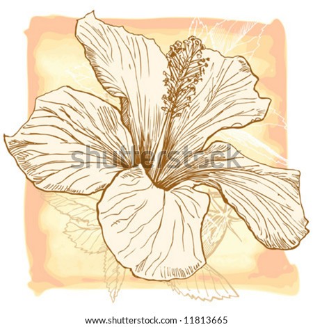 stock vector Hibiscus flower vector hand draw