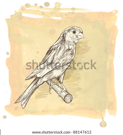 Sketch of a canary bird sitting on a branch & watercolor vintage background. Bitmap copy my vector id 87724654