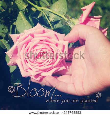 instagram of child\'s hand supporting large pink rose with quote