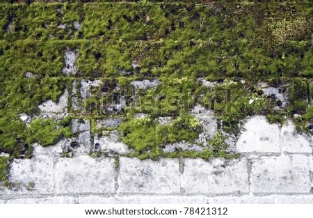 Green moss on stone wall. Texture of nature wall stone.
