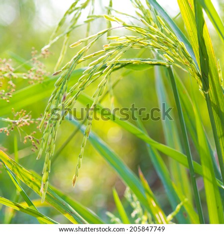 Jusmine rice farm in Thailand