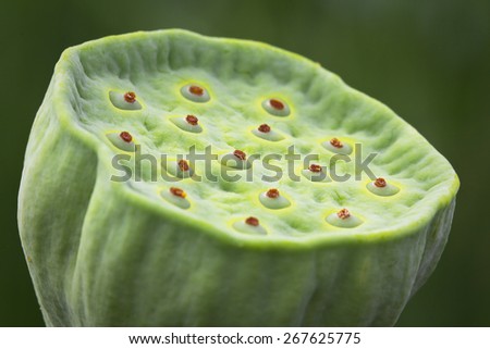 Lotus seeds, lotus leaf and flower green background