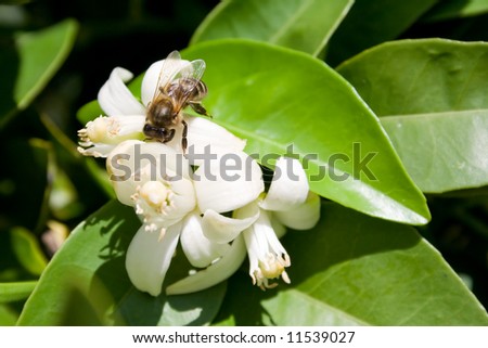bee collecting pollen from an orange tree flower