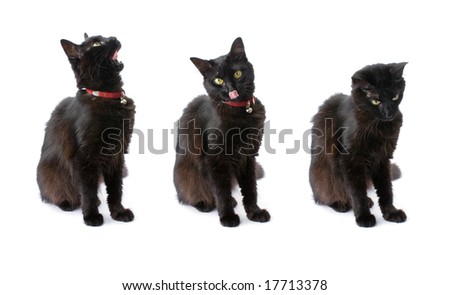 Black Long Hair Cat. Long hair black cat w/ coolar