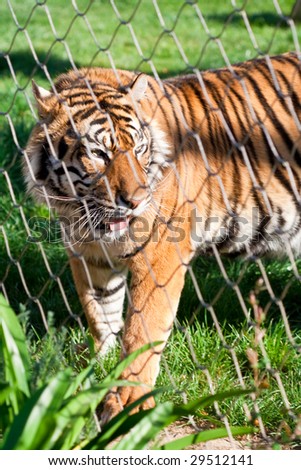 Young Siberian Tiger caged behind a wire fence