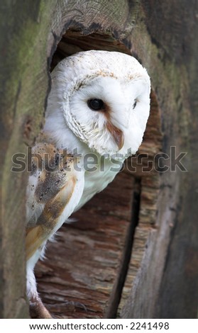 White Breasted Barn Owl