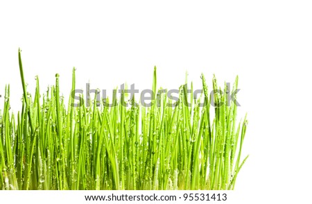 Sprig Of Wheat