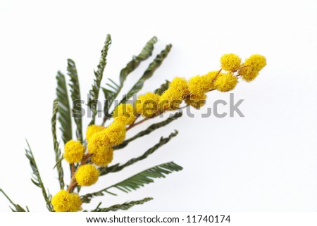 stock photo : yellow mimosa flowers on white