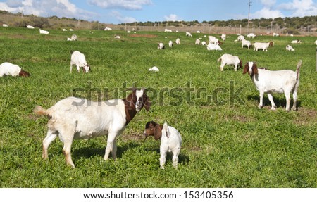 Goat farming in the Karoo Ã¢Â?Â? South Africa