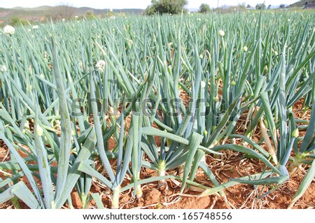 Onion Farming in the Klein Karoo, South Africa