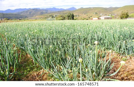 Onion Farming in the Klein Karoo, South Africa